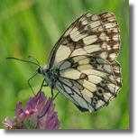 Polowiec szachownica - Melanargia galathea1