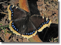 Rusaka aobnik - Nymphalis antiopa