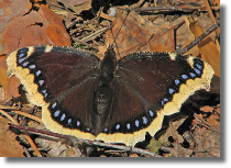 Rusaka aobnik - Nymphalis antiopa