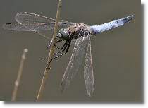 Lecicha pospolita - Orthetrum cancellatum