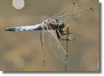 Lecicha pospolita - Orthetrum cancellatum