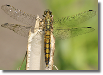 Lecicha pospolita - Orthetrum cancellatum