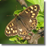 Osadnik egeria - Pararge aegeria