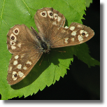 Osadnik egeria - Pararge aegeria