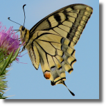 Pa królowej - Papilio machaon