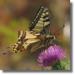 Pa królowej - Papilio machaon