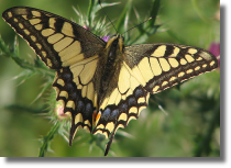 Pa królowej - Papilio machaon