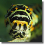 Pa królowej - Papilio machaon