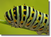 Pa królowej - Papilio machaon