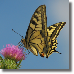 Pa królowej - Papilio machaon