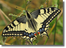 Pa królowej - Papilio machaon