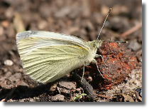 Bielinek kapustnik - Pieris brassicae