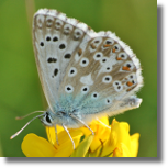 Modraszek korydon - Polyommatus coridon