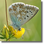 Modraszek korydon - Polyommatus coridon