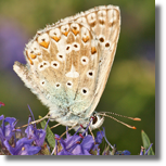 Modraszek korydon - Polyommatus coridon