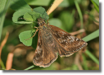 Powszelatek brunatek - Erynnis tages