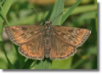 Powszelatek brunatek - Erynnis tages