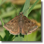 Powszelatek brunatek - Erynnis tages