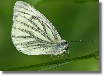 Bielinek bytomkowiec - Pieris napi15