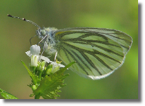 Bielinek bytomkowiec - Pieris napi