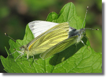 Bielinek bytomkowiec - Pieris napi