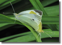 Bielinek rzepnik - Pieris rapae