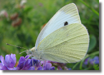 Bielinek rzepnik - Pieris rapae