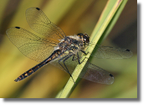 Szablak szkocki - Sympetrum danae