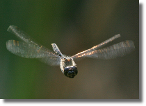 Szablak szkocki - Sympetrum danae