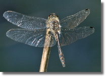 Szablak szkocki - Sympetrum danae