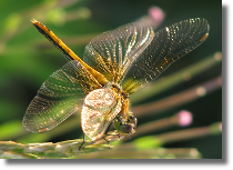 Szablak óty - Sympetrum flaveolum