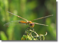 Szablak óty - Sympetrum flaveolum