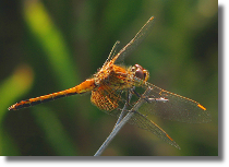 Szablak óty - Sympetrum flaveolum