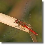 Szablak krwisty - Sympetrum sanguineum