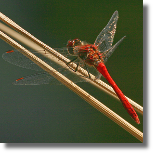 Szablak krwisty - Sympetrum sanguineum