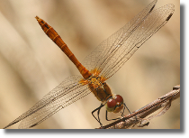 Szablak krwisty - Sympetrum sanguineum