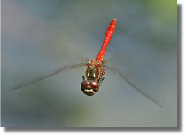 Szablak podobny - Sympetrum striolatum