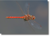 Szablak podobny - Sympetrum striolatum