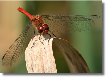 Szablak podobny - Sympetrum striolatum