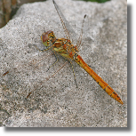 Szablak zwyczajny - Sympetrum vulgatum