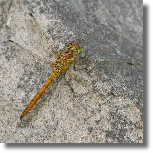 Szablak zwyczajny - Sympetrum vulgatum