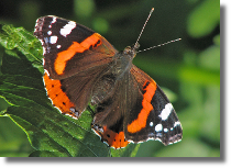 Rusaka admira - Vanessa atalanta