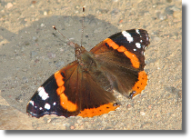 Rusaka admira - Vanessa atalanta