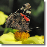 Rusaka admira - Vanessa atalanta