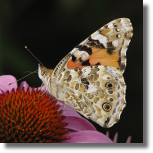 Rusaka osetnik - Vanessa cardui