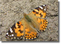 Rusaka osetnik - Vanessa cardui