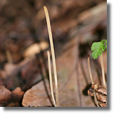 Buawka nitkowata (Macrotyphula filiformis)