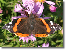 Rusaka admira (Vanessa atalanta)