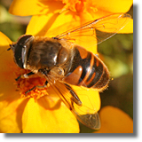 Bzyg (Syrphidae)