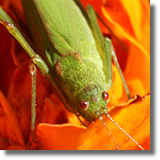 Prostoskrzydy (Orthoptera)